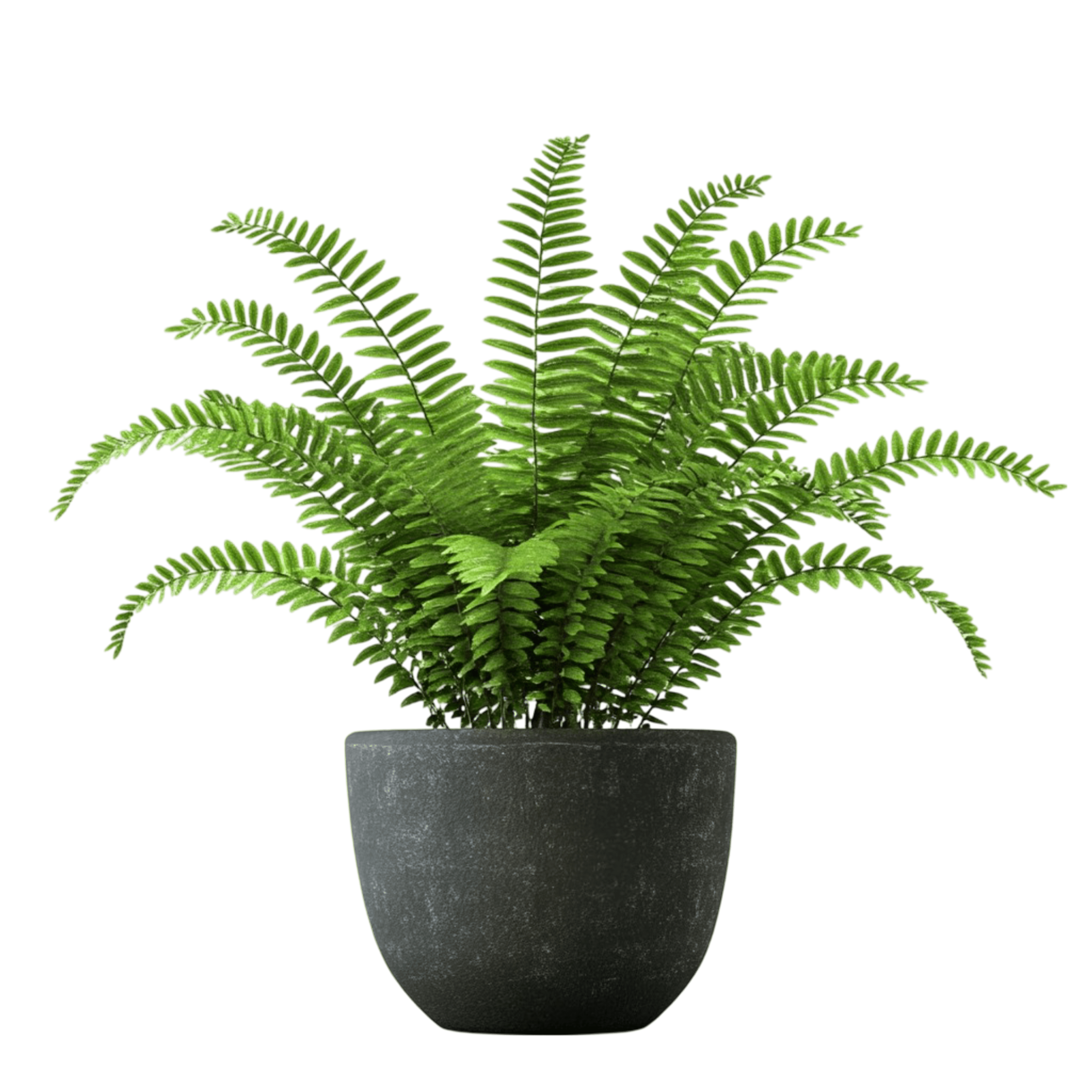 Popular Plants